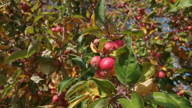 Vibrant red crab apples hanging amongst brilliant yellow and orange autumn leaves. Cluster of ripening, glossy apples clinging to branch in late autumn. Apples against of yellowed fall foliage