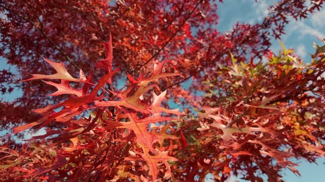 Close-up of brilliant scarlet and orange oak leafs sways in breeze against vivid azure sky. Crimson and copper oak leaves shifting in light wind. Textured leaves at autumn time, natural scene of fall