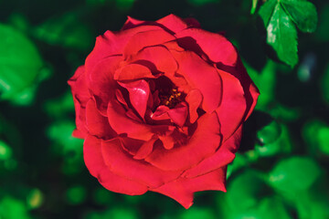 Red rose in full bloom, layered petals glowing against lush green foliage. Lighting enhances texture, making the flower appear lifelike and striking
