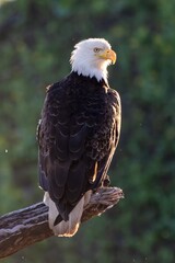 Obraz premium Adult Bald Eagle Perched on Log in British Columbia Wilderness