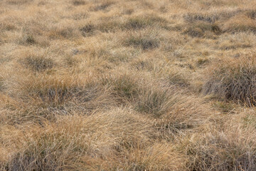 Landscape of Vitosha Mountain near Kamen Del peak, Bulgaria