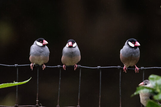 Java Finches on a wire fence