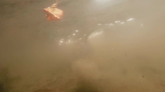 An underwater shot of Nutria walking along river floor, notices camera, quickly turns around, and swims away, raising clouds of turbidity. Coypu (Myocastor coypus) in river on shallow water.