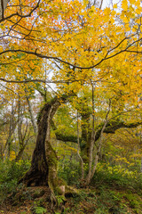 Obraz premium 日本 鳥取県日野郡江府町にある木谷沢渓流の紅葉した木々