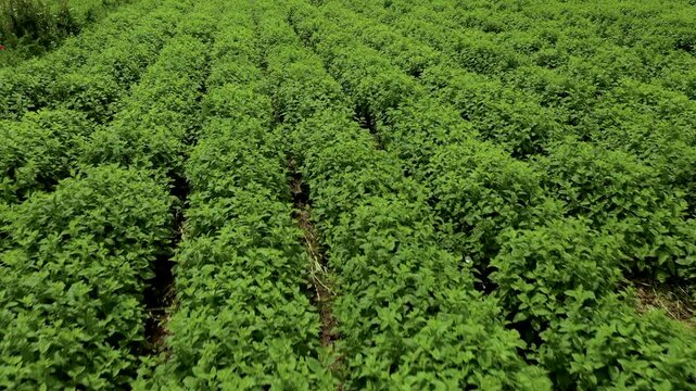 Aerial view of lemon balm plantations with bright green leaves growing thickly, highlighting their texture and rich foliage in a natural outdoor setting in Bulgaria.