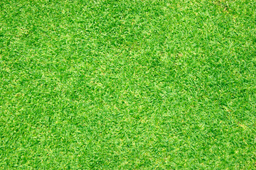 Fototapeta premium green lawn pattern textured