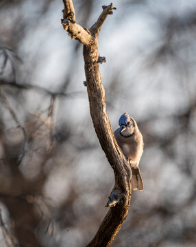 Blue Jay on a Branch