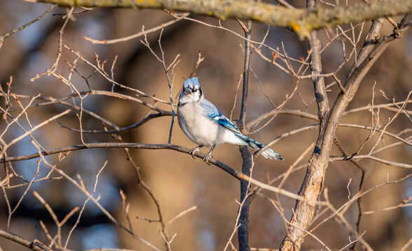 Blue Jay on a Branch