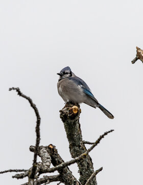 Blue jay In November
