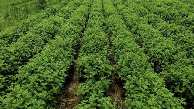 Aerial view of lemon balm plantations with bright green leaves growing thickly, highlighting their texture and rich foliage in a natural outdoor setting in Bulgaria.