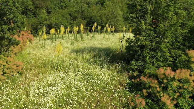 Mullein (Verbascum thapsus) is a hardy, biennial herb cultivated for its medicinal yellow flowers and leaves, favoring full sun and dry.