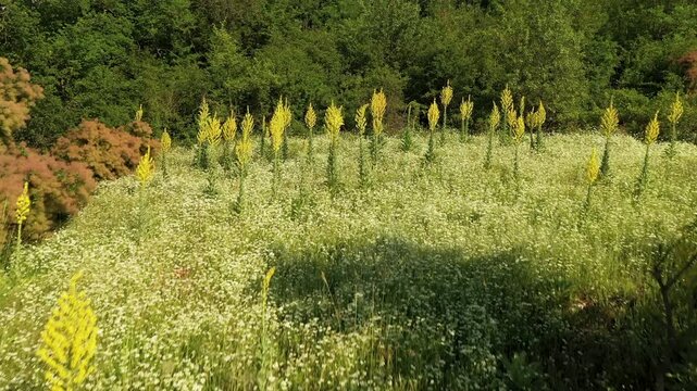 Mullein (Verbascum thapsus) is a hardy, biennial herb cultivated for its medicinal yellow flowers and leaves, favoring full sun and dry.