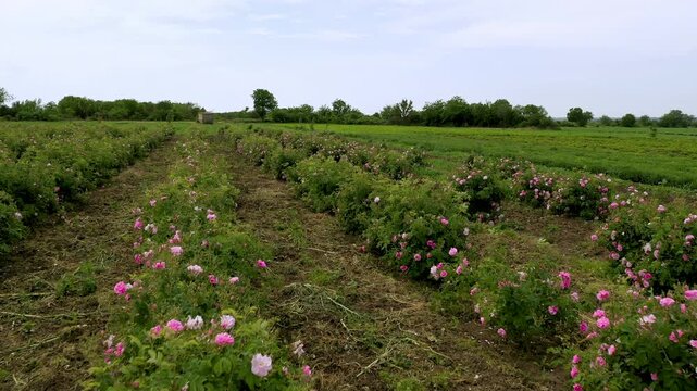 Aerial drone flight over blossomed field with oil-bearing rose (Rosa Damascena) in well-known Valley of roses near Kazanlak, Bulgaria. Close up view.