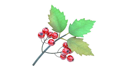 Branch with red berries and autumn leaves