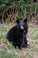 Black Bear Cub Sitting in Grass in Whistler British Columbia © peteleclerc