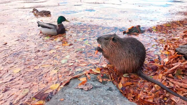 Close-up of Coypu sit in water near riverbank, eating juicy carrots given to her by tourists, wild ducks swim nearby among fallen autumn leaves. Peoples feed Nutria during difficult fall months