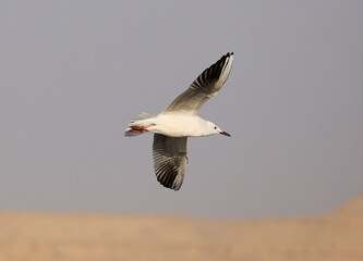 seagull in flight