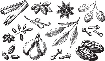 Hand drawn spices elements of anise, cinnamon, cardamon, clove, and dates.
