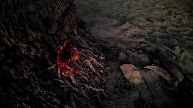 red land crab at night, Martinique, French Antilles in caribbean, in Plage des Salines beach. Touloulou crab, geocarcinus species