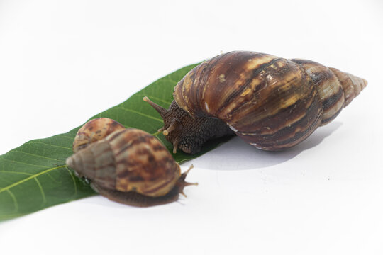 Close-up of Achatinidae land snails on white background, showing their textured brown shells and slimy bodies in detail.