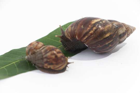 Close-up of Achatinidae land snails on white background, showing their textured brown shells and slimy bodies in detail.