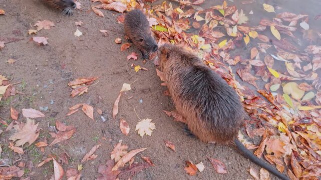Adult coypu strolls calmly along shoreline covered in fall foliage, encountering two juveniles along way, slow motion. Family of nutrias on river bank among fallen autumn leaves, close-up, top view.