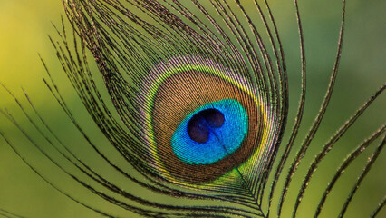 background wallpaper close up of a feather