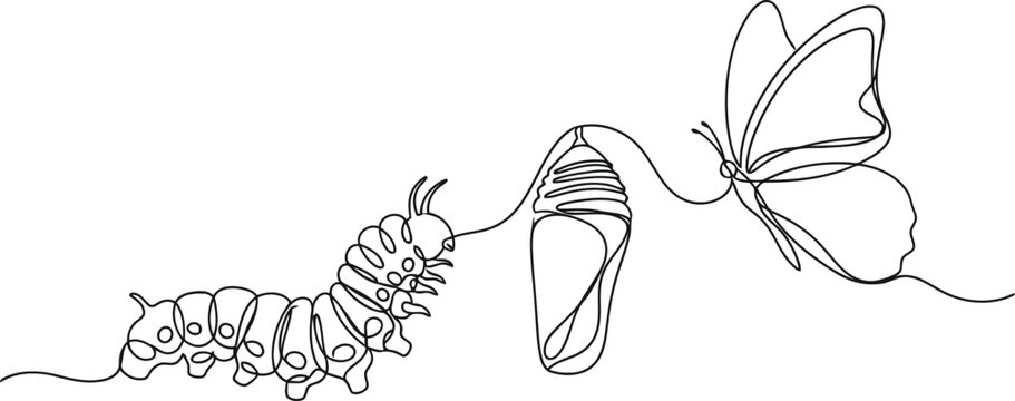 Butterfly emerging from chrysalis metamorphosis life cycle illustration