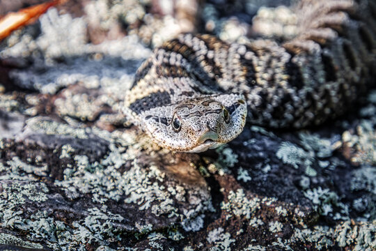 eastern hognose snake Heterodon platirhinos in the rocks close-up face