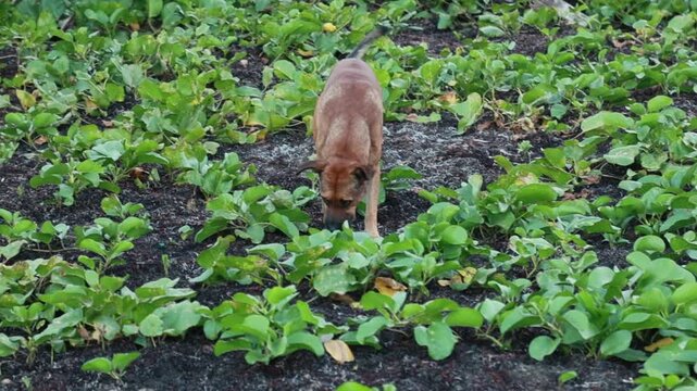 Brown stray dog walks and pee through dense tropical groundcover and foliage on a Caribbean island, sniffing and exploring its green habitat in warm daylight, free-roaming and wary