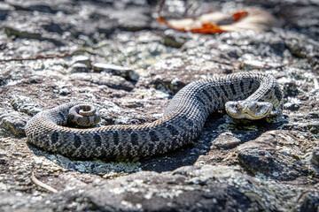 Obraz premium eastern hognose snake Heterodon platirhinos in the rocks close-up flathead