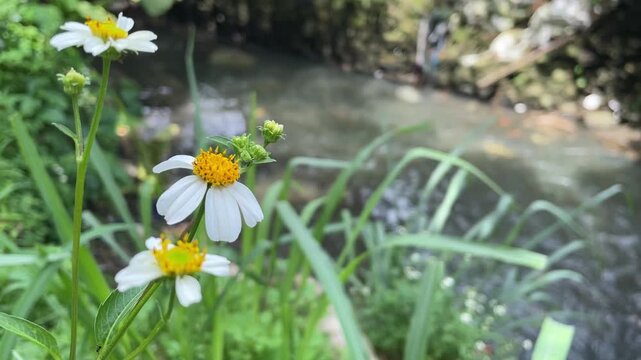 wildflowers with a flowing river in the background