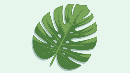 Monstera Deliciosa Leaf Isolated on White Background.