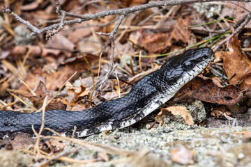 Fototapeta premium black rat snake head close-up in the wilting grass