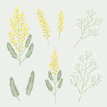 Spring Floral Collection of Mimosa and Baby's Breath