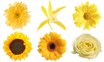 Set of different yellow flowers isolated on white