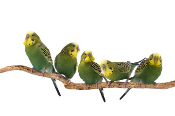 Fototapeta premium Budgerigar parrots sitting on branch against white background. Feathered pet