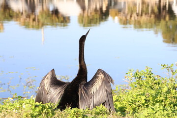 Anhinga spreading and drying its wings by the water