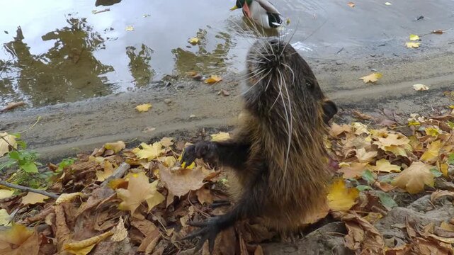Coypu stands on its hind legs on riverbank among fallen autumn foliage, raising its paws to beg for treat. Beggar nutria asks people for treat, while wild ducks swim on river in background, closeup