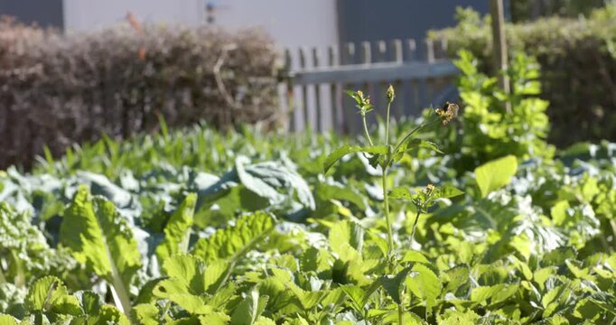 Bee is appearing, hovering, landing and collecting nectar on tall flowering stem in sunny garden