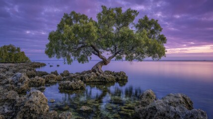 Tranquil coastal tree with vibrant foliage against a scenic sunset sky