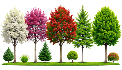 Obraz premium Large collection of diverse trees and garden shrubs including blossoming spring cherry red maple and green pine isolated on white background for landscape design