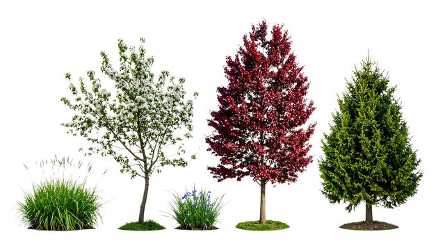 Collection of diverse garden plants featuring a large evergreen spruce red maple blossoming spring tree and ornamental grasses isolated on white background