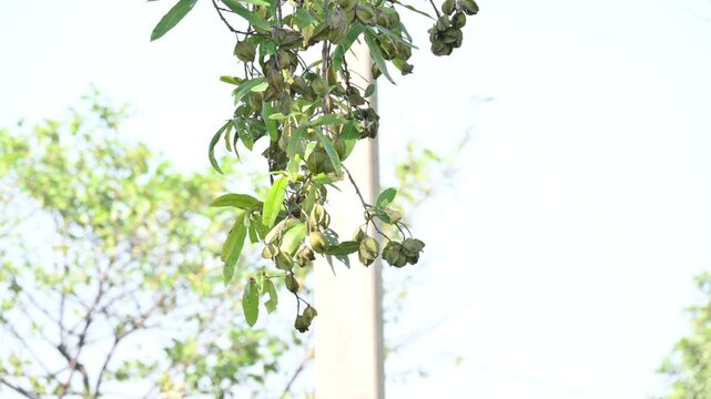 Terminalia arjuna fruits in the tree. It&nbsp;is a tree of the&nbsp;genus&nbsp;Terminalia. It is commonly known as&nbsp;arjuna or&nbsp;arjun tree&nbsp;in English.&nbsp;It is used as a traditional&nbsp;medicinal plant.