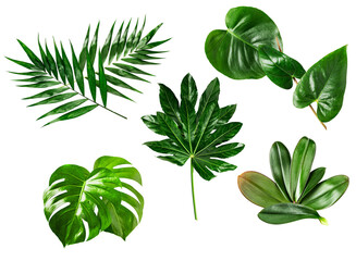 an assortment of green tropical and broad leaves, including monstera and palm varieties, arranged on a transparent background for graphic design use. © Sue