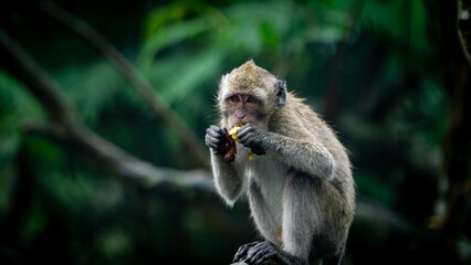Obraz premium Macaca fascicularis (monyet ekor panjang, long tailed macaque, cynomolgus macaque) is eating banana. Endangered animal in the wild.