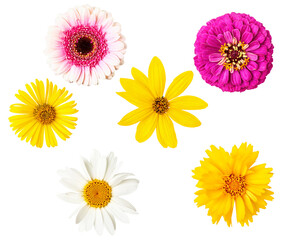 Vibrant assortment of colorful daisy-like flowers including pink gerberas, yellow and white daisies, and a bright zinnia.