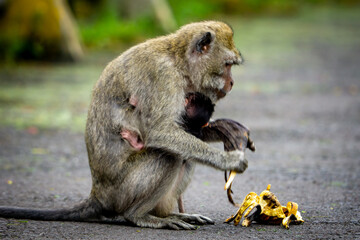 Macaca fascicularis (monyet ekor panjang, long tailed macaque, cynomolgus macaque) is eating banana. Endangered animal in the wild.