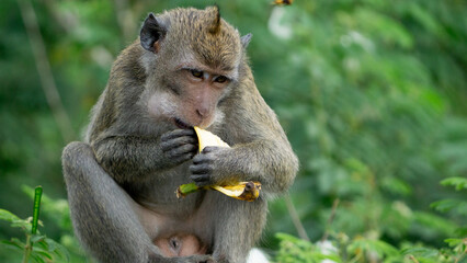 Macaca fascicularis (monyet ekor panjang, long tailed macaque, cynomolgus macaque) is eating banana. Endangered animal in the wild.