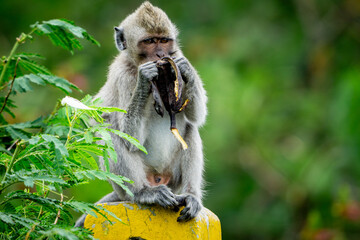 Macaca fascicularis (monyet ekor panjang, long tailed macaque, cynomolgus macaque) is eating banana. Endangered animal in the wild.